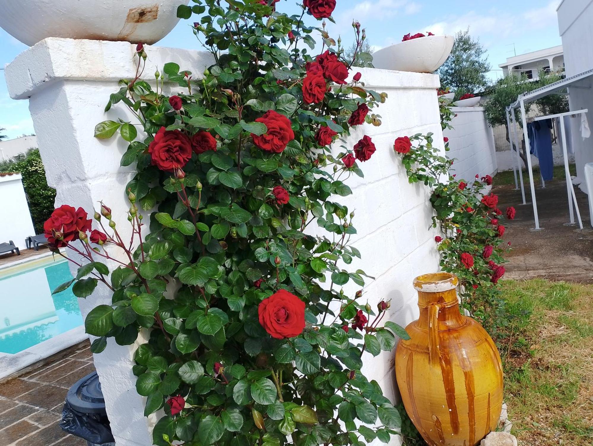 La Dimora Di Nonna Giuliana Hotel Ostuni Exterior foto